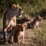 Ultimate Tanzania Safari Guide for Seniors 2025