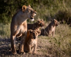 Ultimate 10 Cultural Etiquette Tips for Visiting Tanzania in 2025 – Respect and Connect 2 Ultimate 10 Cultural Etiquette Tips for Visiting Tanzania in 2025 – Respect and Connect
