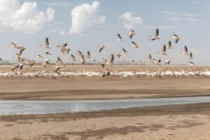 ultimate 8 Birdwatching Hotspots in Tanzania