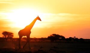 ultimate Top 5 Tanzania Safari Mistakes to Avoid in 2025 – Smart Travel Tips