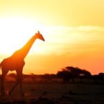 Ultimate Tanzania Safari Guide for Seniors 2025 – Travel Tips for Older Adventurers