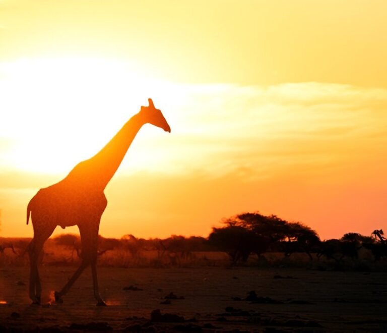 Ultimate Tanzania Safari Guide for Seniors 2025 – Travel Tips for Older Adventurers