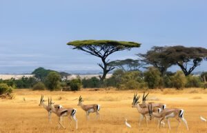 How to Choose the Right Tanzania Safari Route in 2025