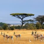 How to Avoid Crowds on a Tanzania Safari