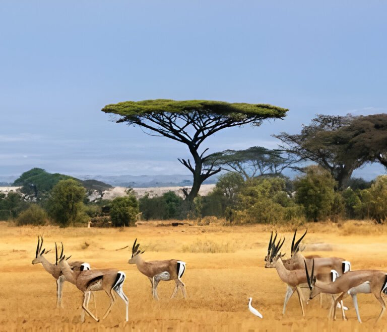 How to Avoid Crowds on a Tanzania Safari