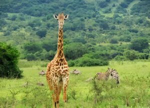Ultimate Tanzania Safari Etiquette Guide 2025