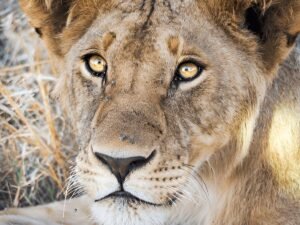 Ultimate 6-Day Tanzania Safari Itinerary for 2025 – Classic Wildlife Tour