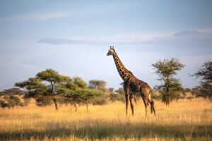 Ultimate 6-Day Tanzania Safari Itinerary for 2025 – Classic Wildlife Tour