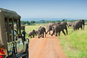 Ultimate 6 Romantic Safari Ideas for Tanzania Honeymooners in 2025