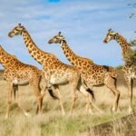 Ultimate Best Tanzania Safari Apps for Travelers in 2025