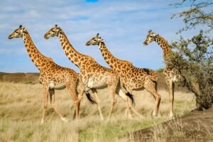 Ultimate Best Tanzania Safari Apps for Travelers in 2025