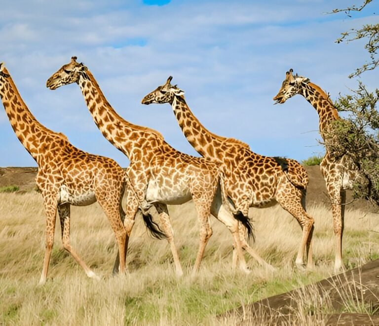 Ultimate Best Tanzania Safari Apps for Travelers in 2025