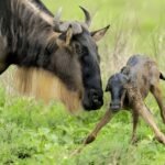 Ultimate Top 7 Animals to Spot on a Tanzania Safari in 2025 – Iconic Wildlife Guide