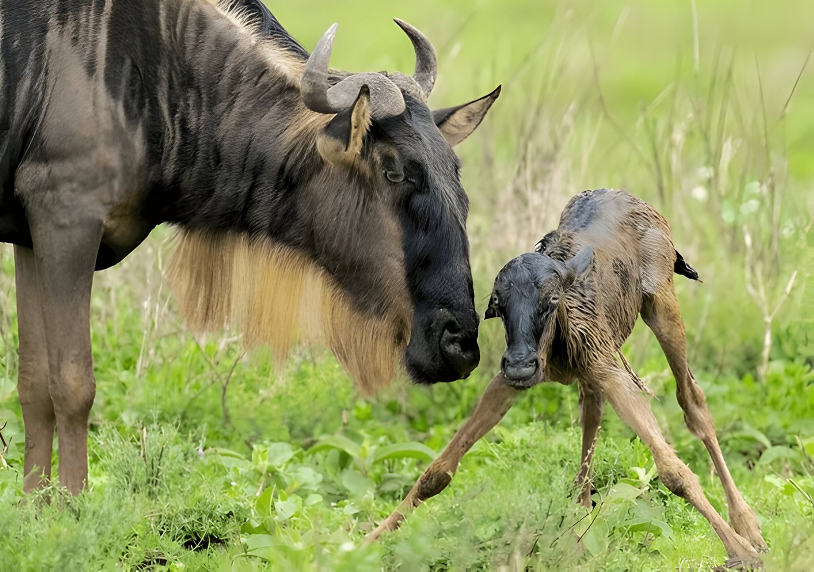 Ultimate Top 7 Animals to Spot on a Tanzania Safari in 2025 – Iconic Wildlife Guide