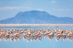 ultimate 8 Birdwatching Hotspots in Tanzania