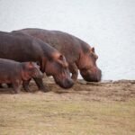 best serengeti safari