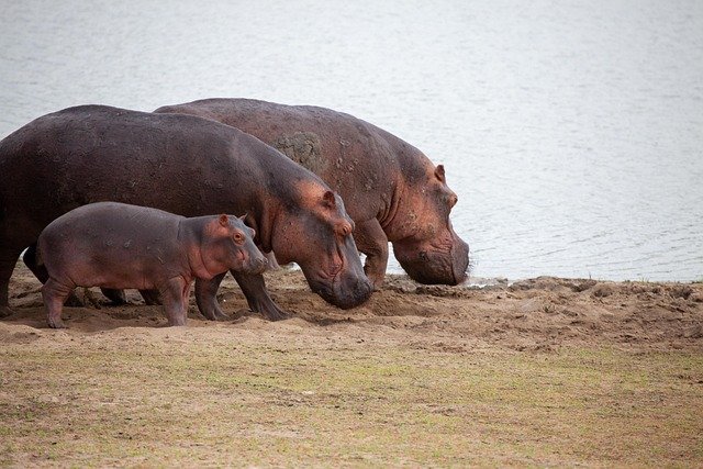 best serengeti safari
