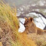 best tour operator in tanzania