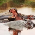 katavi national park 1