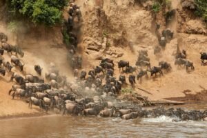How to Experience the Great Migration in Tanzania 2025