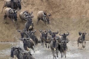 How to Experience the Great Migration in Tanzania 2025