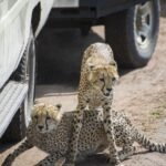 Ultimate Tanzania Safari Vehicles Explained 2025 – Types, Features & What to Expect