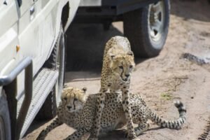 Ultimate Tanzania Safari Vehicles Explained 2025 – Types, Features & What to Expect