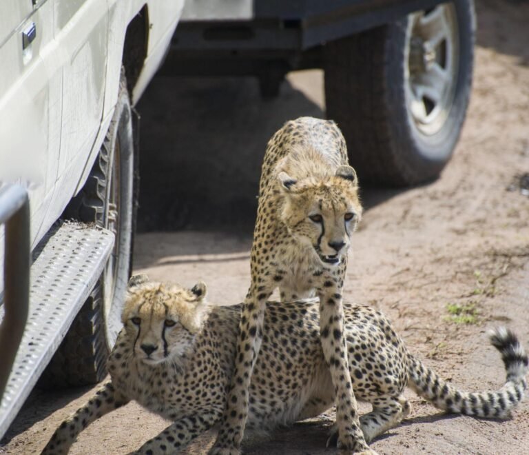 Ultimate Tanzania Safari Vehicles Explained 2025 – Types, Features & What to Expect