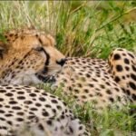 tanzania safari images from razan safaris 10