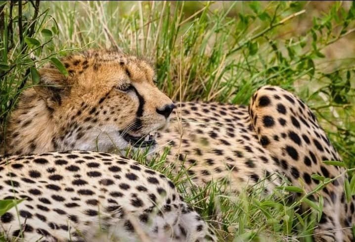 tanzania safari images from razan safaris 10