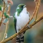 tanzania safari images from razan safaris 17