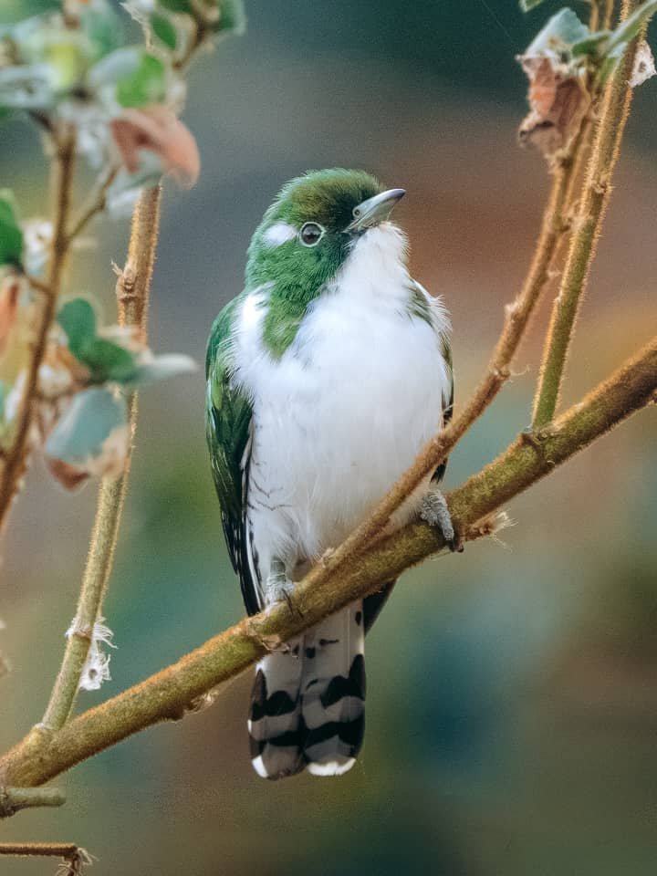 tanzania safari images from razan safaris 17