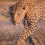 tanzania safari images from razan safaris 2