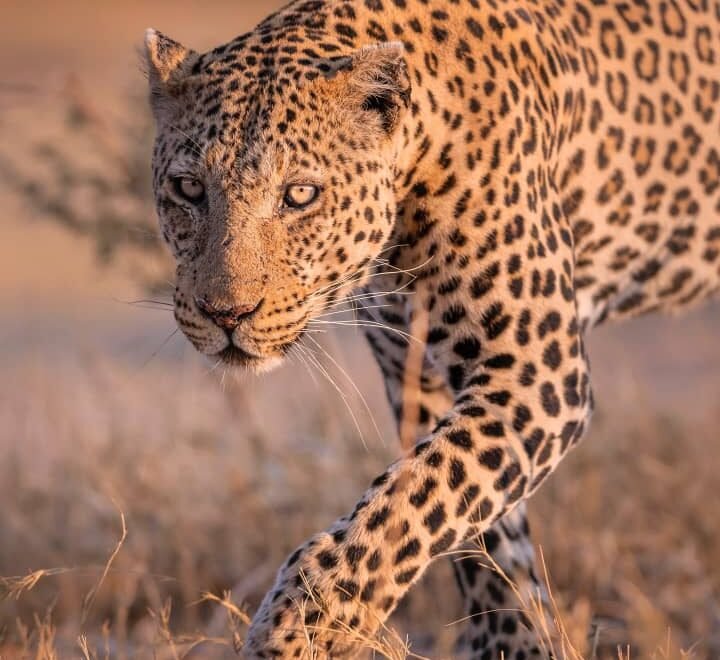 tanzania safari images from razan safaris 2