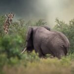 tanzania safari images from razan safaris 20