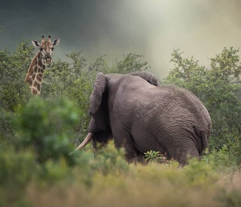 tanzania safari images from razan safaris 20