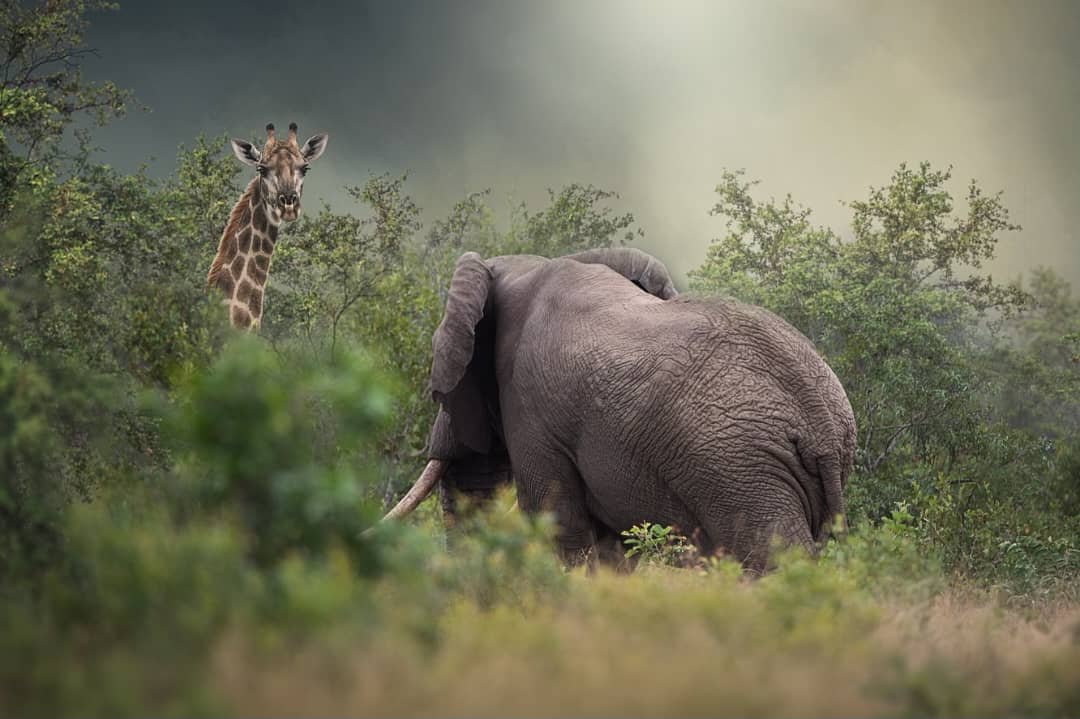 tanzania safari images from razan safaris 20