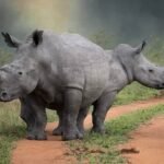 tanzania safari images from razan safaris 22