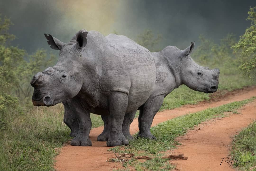 tanzania safari images from razan safaris 22