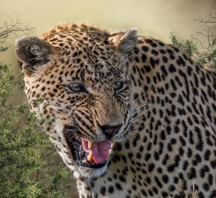 2 days Tanzania safari