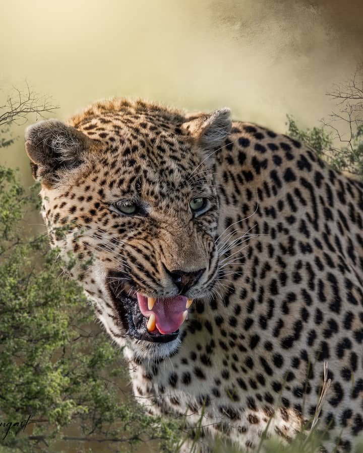 The best 2-Day Tanzania Safari Tarangire & Ngorongoro Crater Adventure 2 2 days Tanzania safari