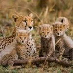 tanzania safari images from razan safaris 9