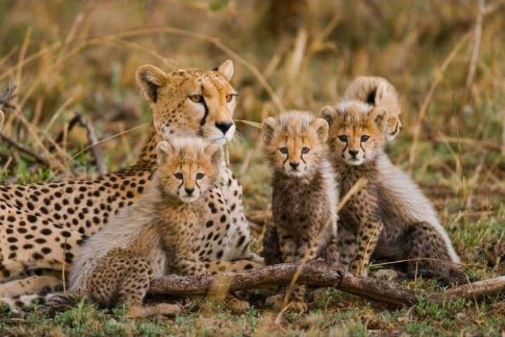 tanzania safari images from razan safaris 9