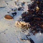 mnemba island to zanzibar beach holiday 1