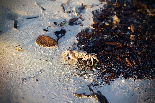 mnemba island to zanzibar beach holiday