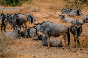 7-Day Tanzania Safari Itinerary