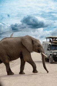 Tanzania Safari Costs Explained