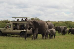 Tanzania Luxury Safari Guide