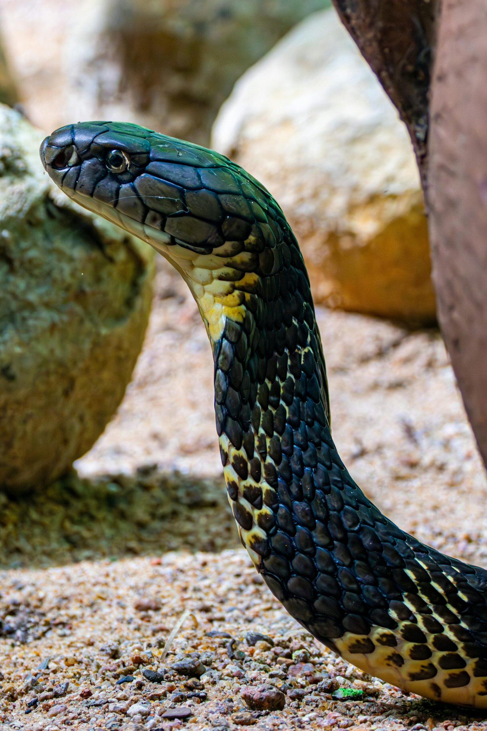 1-Day Mesesani Snake Park Trip from Arusha – Exclusive Exotic Reptile & Wildlife Adventure 2 1-Day Mesesani Snake Park Trip from Arusha