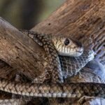 1-Day Mesesani Snake Park Trip from Arusha